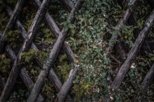 Clôture végétale naturelle : la solution esthétique et écologique
